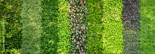 Eco green plant background