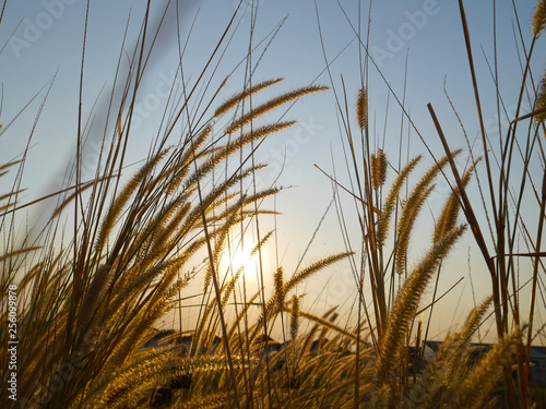 grass and blue sky