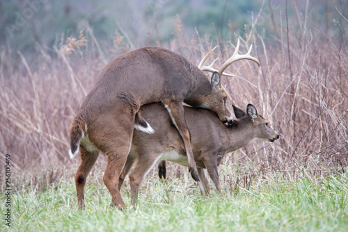 A pair of White Tailed Deer mating during the rutting season.