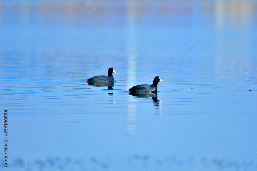 Coot birds in the water