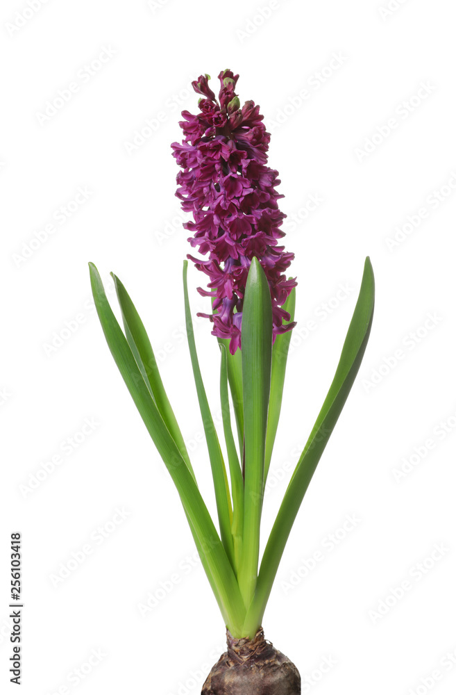 Fototapeta premium Beautiful spring hyacinth flower isolated on white