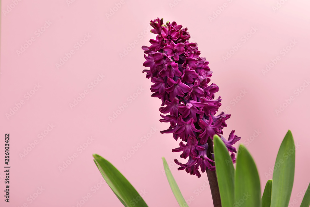 Obraz premium Beautiful spring hyacinth flower on color background. Space for text