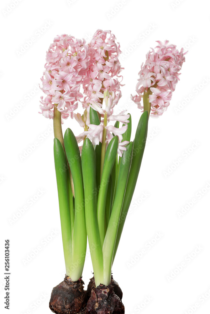 Fototapeta premium Beautiful spring hyacinth flowers isolated on white