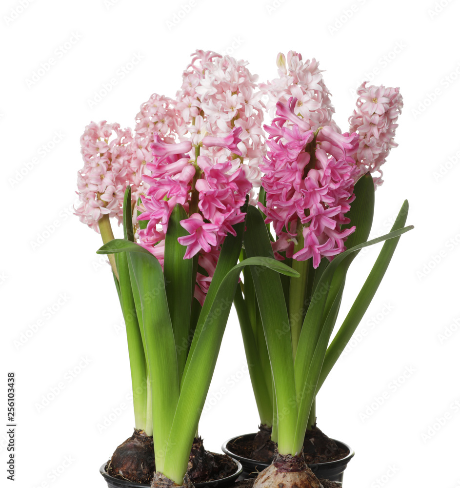 Obraz premium Beautiful spring hyacinth flowers isolated on white