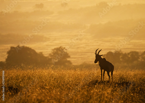 Topi on Mound in African Golden Sunrise