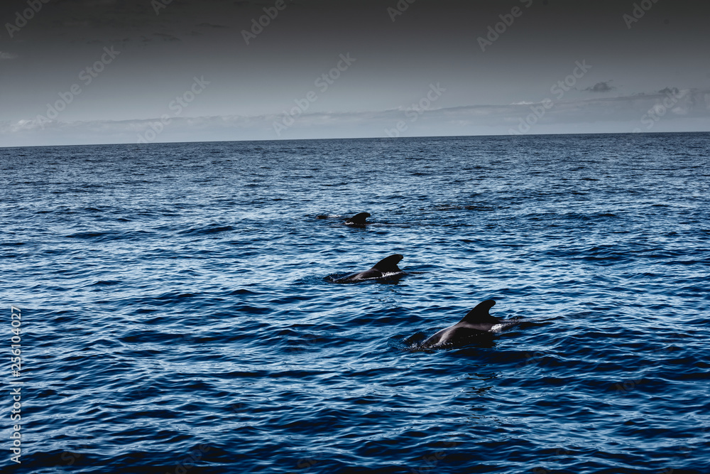 Fototapeta premium tschau kakau