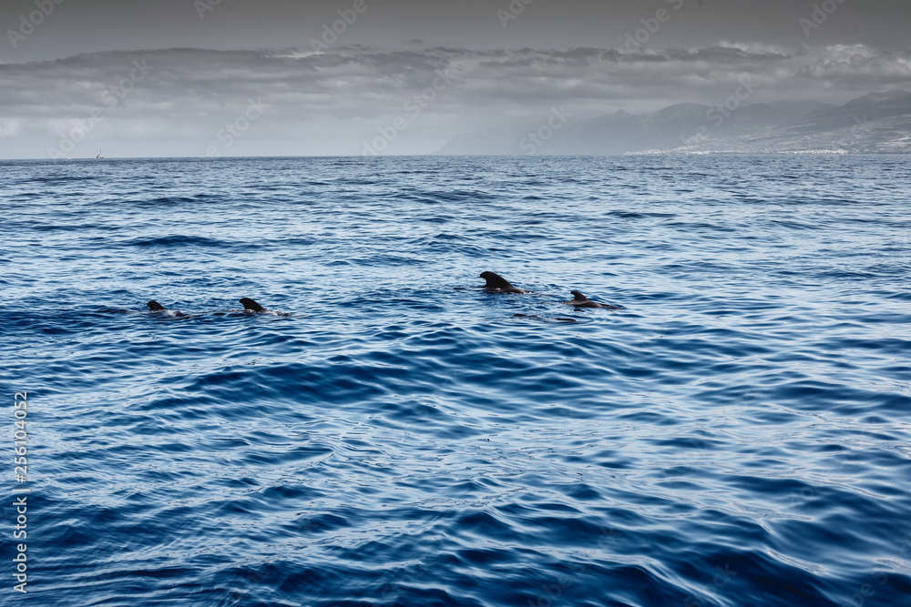 Fototapeta premium tschau kakau