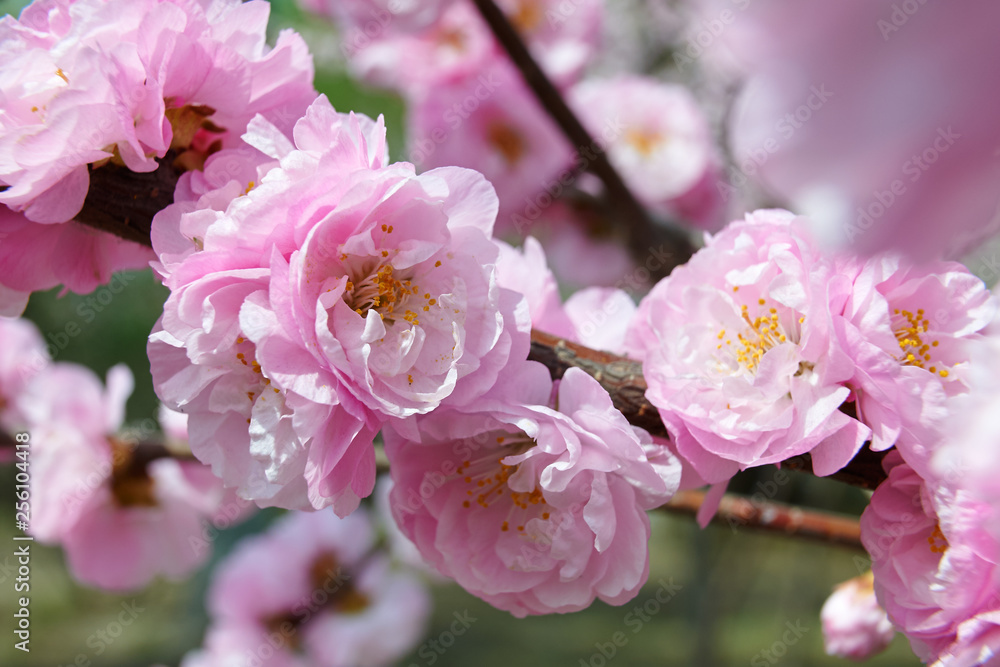 The flowers bloom luxuriantly in spring. The flowers bloom luxuriantly in spring.