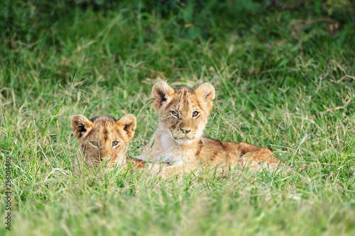 Two Cute Lion Cubs in Africa