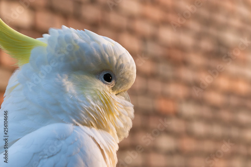 male cockatoo white parrot head shot with sunrise sunlight bird beautiful morning  Gold Coast Australia 