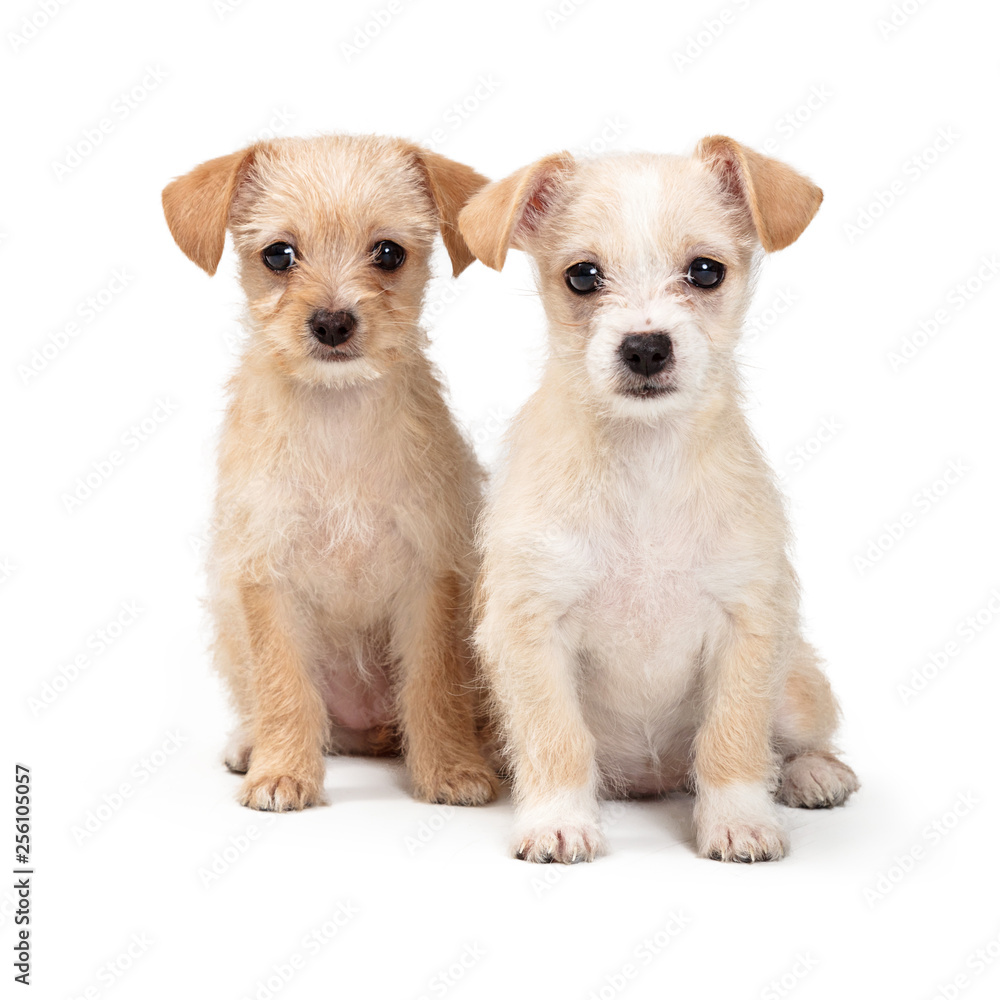 Two Cute Tan Terrier Puppies Together on White Two Cute Tan Terrier Puppies Together on White