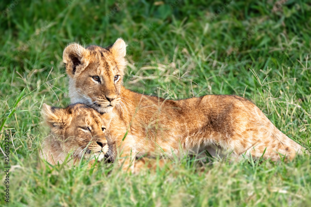 Two Lion Cubs Snuggling in Africa