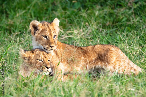 Two Lion Cubs Snuggling in Africa