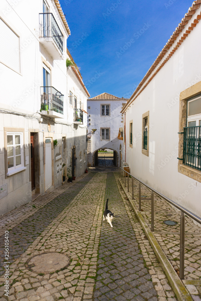 Cat walking in Lagos Portugal beautiful traditional architecture