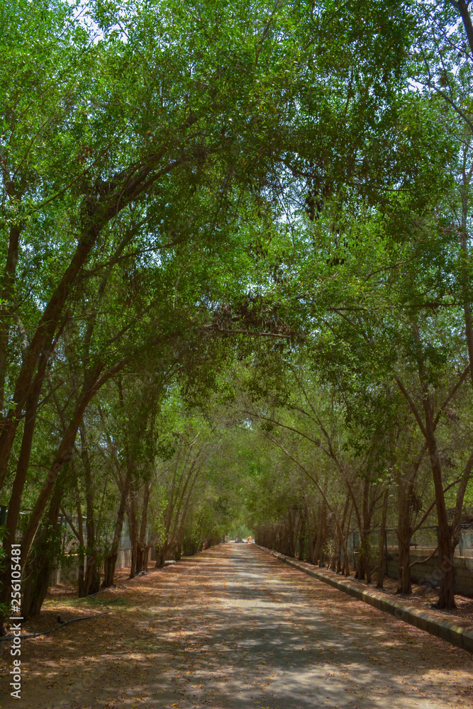 Beautiful village road in Jeddah, Saudi arabia