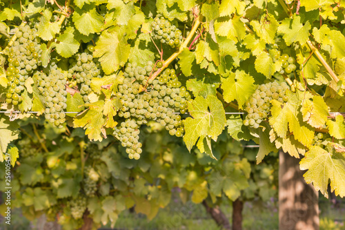 Photos closeup of ripe white riesling grapes on vine in vineyard at harvest time