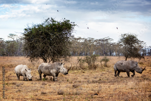 White Rhino Family in Lake Nakuru Africa