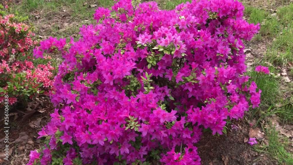 Rhododendron flowering shrubs, trees, bushes in full bloom in the spring. The National Flower of Nepal and is the state flower of West Virginia and Washington. Rhododendron flowering shrubs, trees, bushes in full bloom in the spring. The National Flower of Nepal and is the state flower of West Virginia and Washington.
