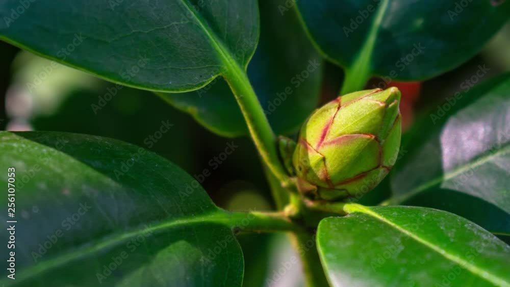 Zoom in on green red buds