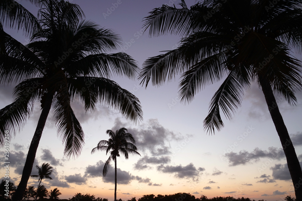 tropical landscape of coconut trees silhouette during sunset twilight