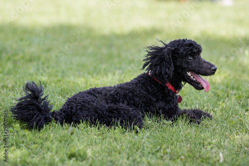 dog on grass