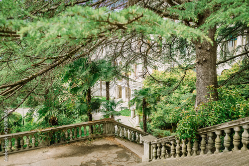 A beautiful staircase in a park. Palms and trees