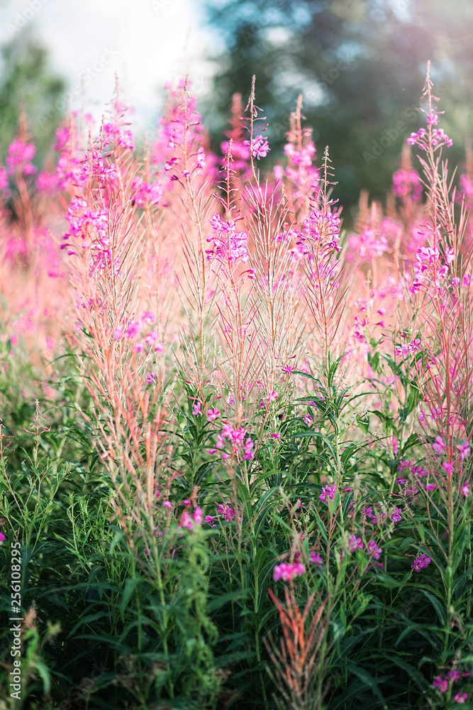 Naklejka premium Blooming Sally grows in the field. Verical photo