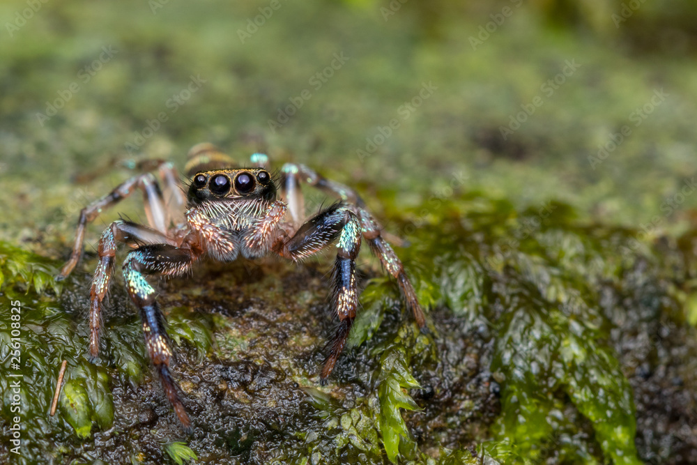 Beautiful Jumping Spider on green leaves of Sabah, Borneo Beautiful Jumping Spider on green leaves of Sabah, Borneo
