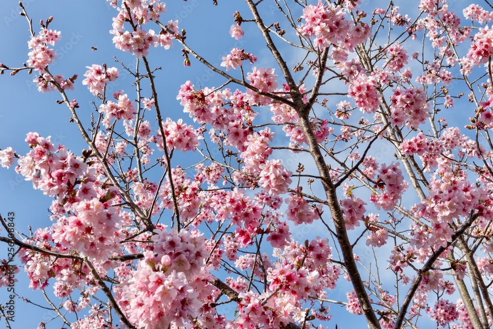 cherry blossoms on branches against blue sky cherry blossoms on branches against blue sky