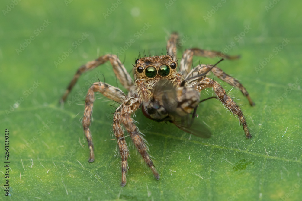 Beautiful Jumping Spider on green leaves of Sabah, Borneo Beautiful Jumping Spider on green leaves of Sabah, Borneo