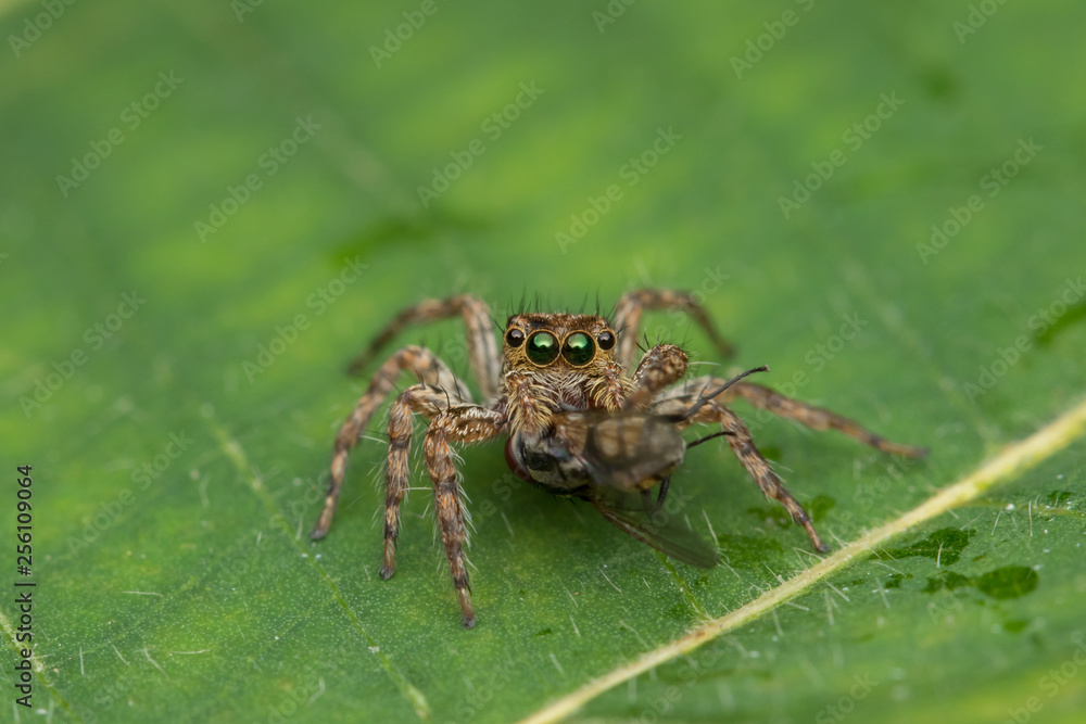 Beautiful Jumping Spider on green leaves of Sabah, Borneo