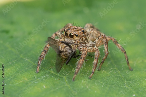 Beautiful Jumping Spider on green leaves of Sabah, Borneo