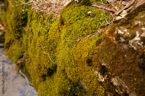 Fuzzy Moss in the Woods