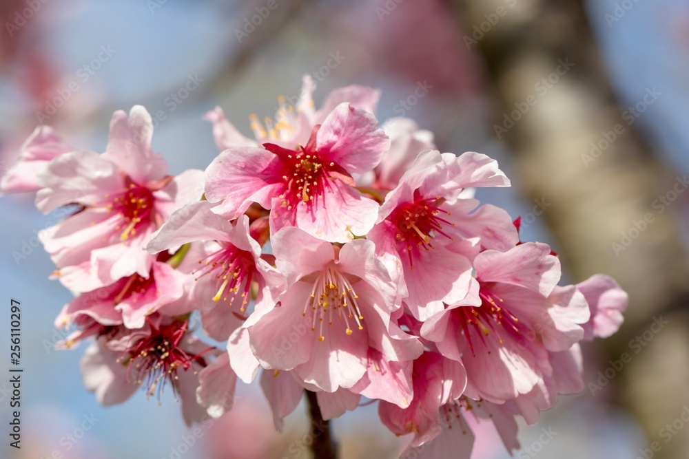 cherry blossoms close up 