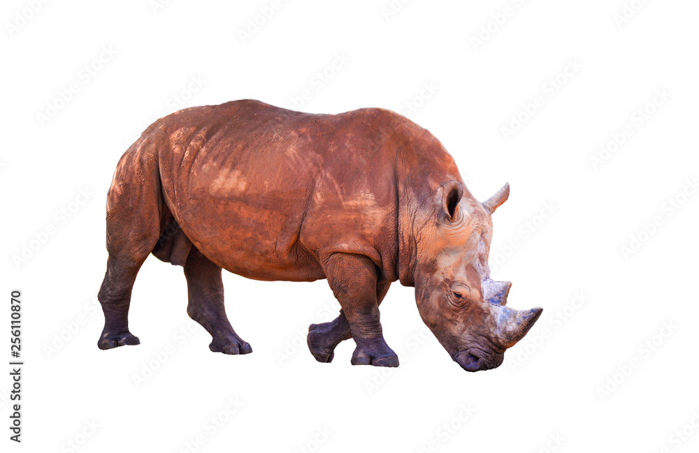 Fototapeta premium Rhino isolated on white background