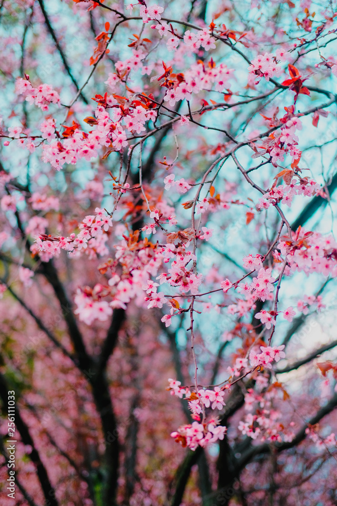 Fototapeta premium Spring blossom tenderness. Bright flowers of cherry plum tree on background of blue sky. Cyan pink color contrast