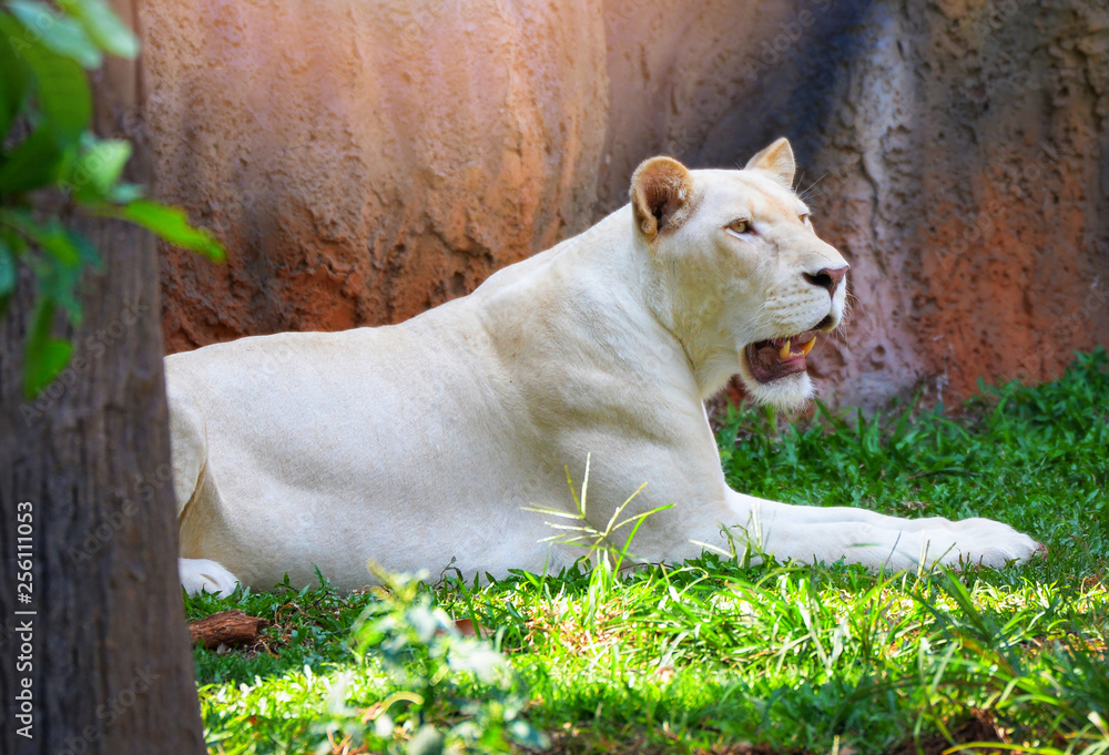 Fototapeta premium female white lion lying relaxing on grass field safari / king of the wild lion pride