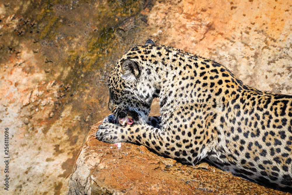 jaguar animal hunting eating its prey / tiger eats raw meat on nature  wildlife national park Stock Photo | Adobe Stock