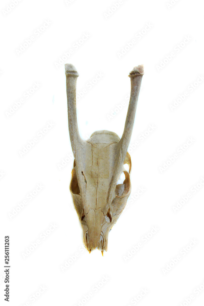 Bone goat animal skull isolated on white background Bone goat animal skull isolated on white background