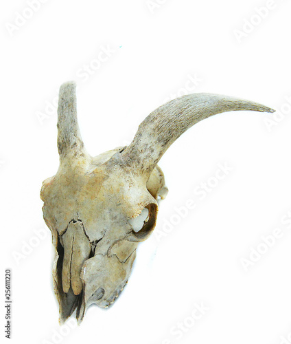 Bone horn goat animal skull isolated on white background