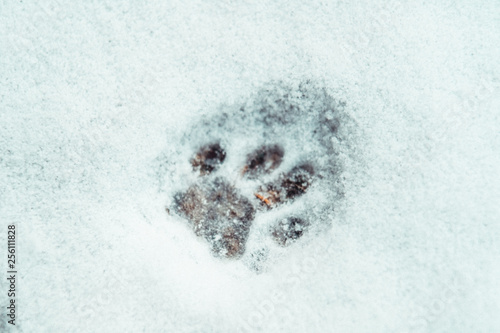 Single cat pawprint in the snow