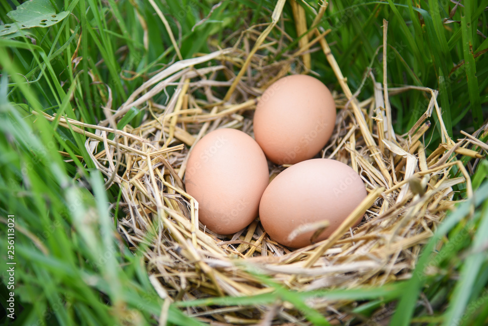 Chicken eggs in basket nest with green grass background