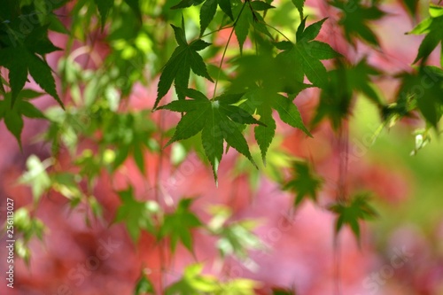 色とりどりの背景と風に揺れる新緑