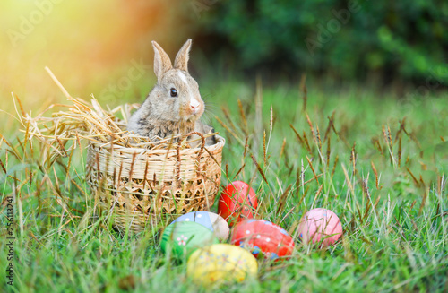 Easter bunny and Easter eggs on green grass field spring meadow