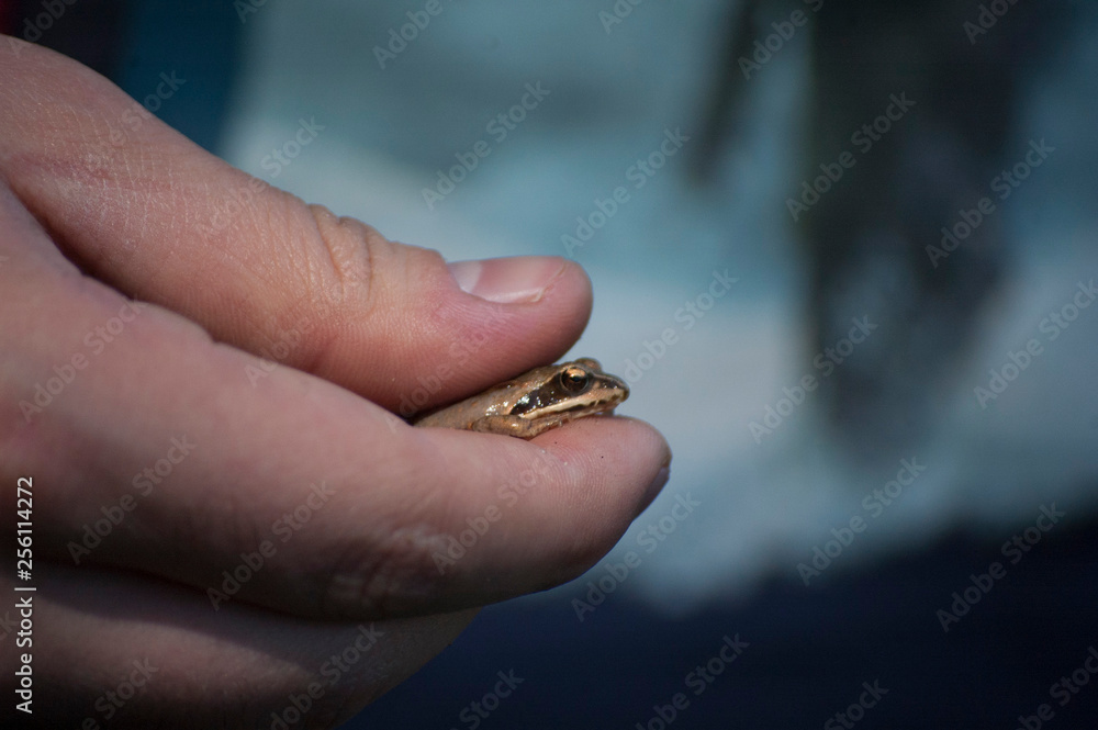 frog frog