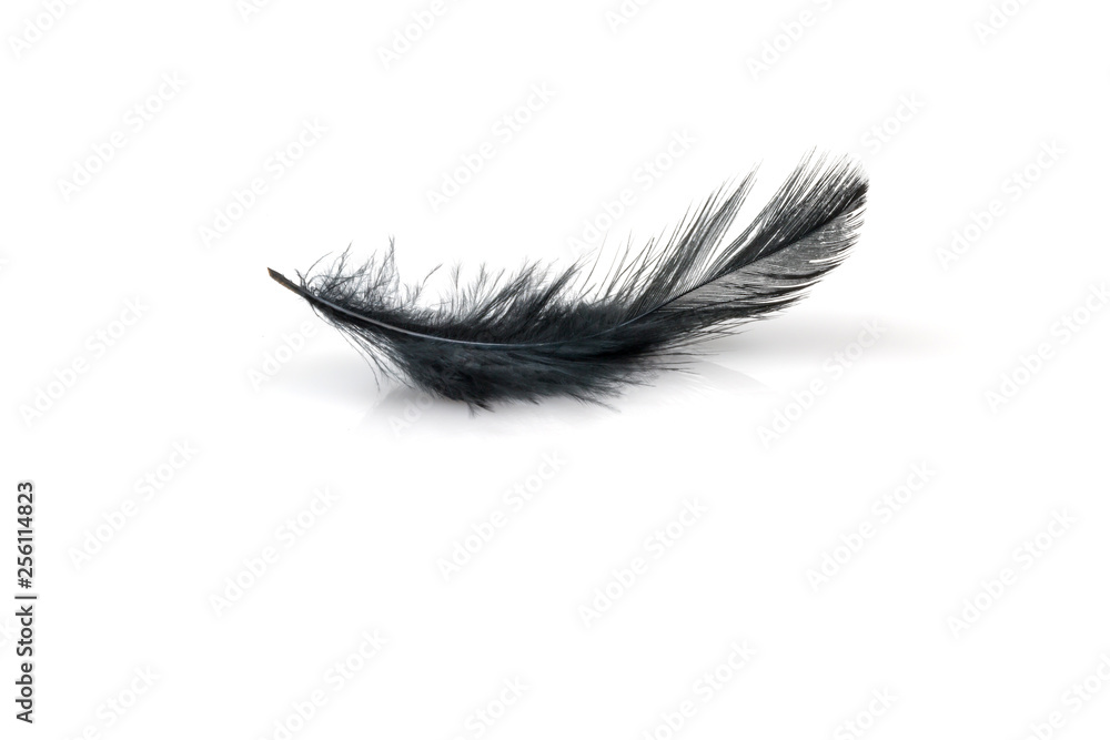 Obraz premium Black feather on white