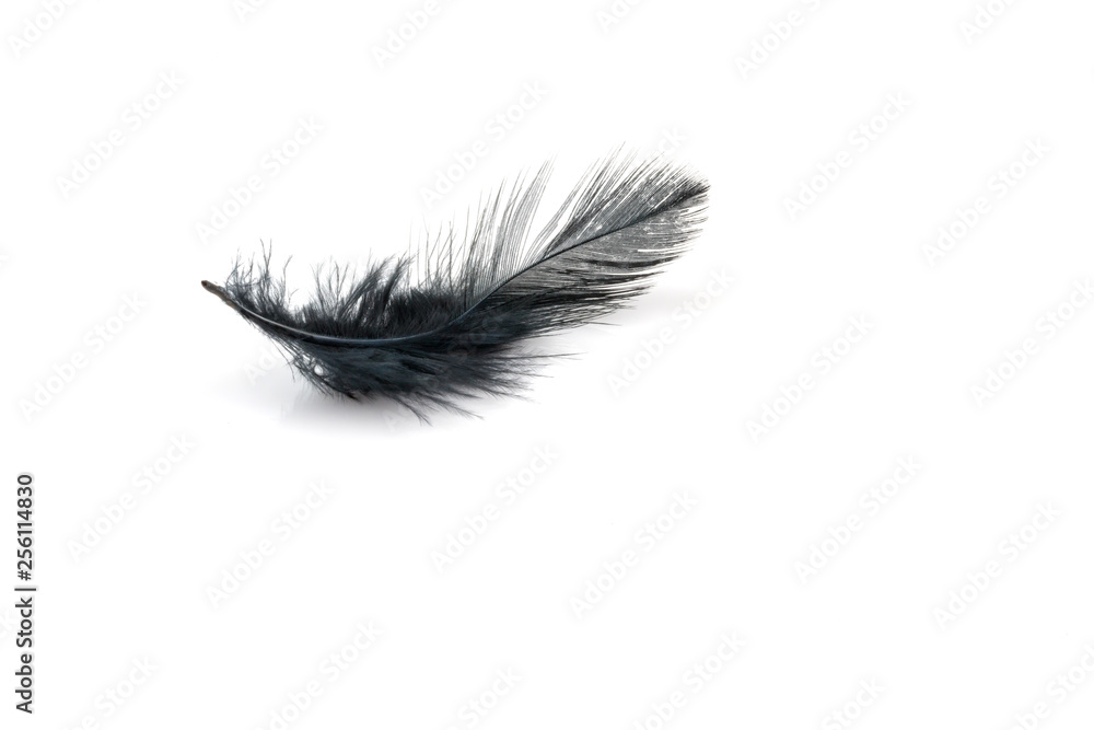 Obraz premium Black feather on white