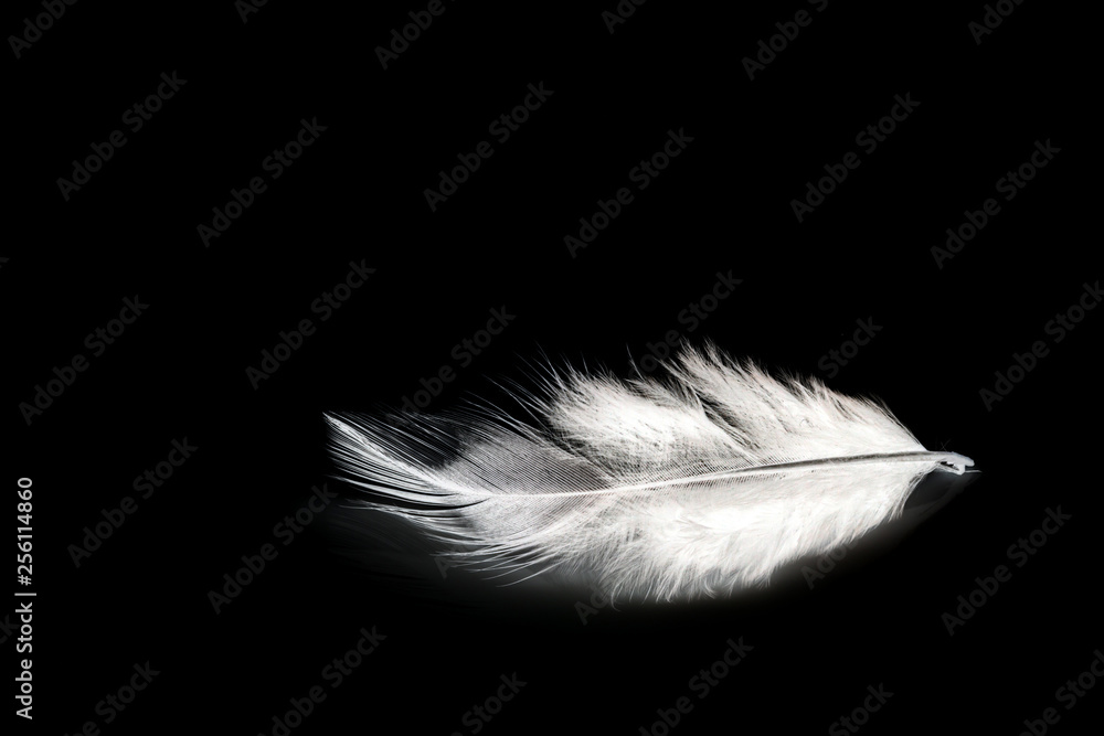 Obraz premium Black feather on white