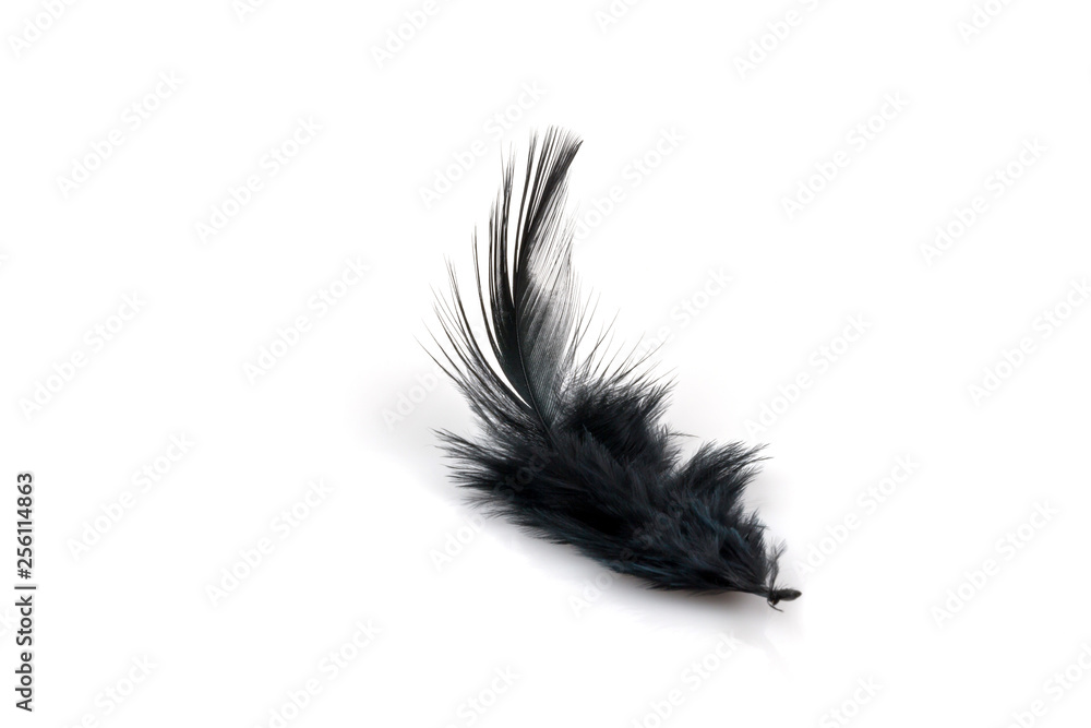 Black feather on white