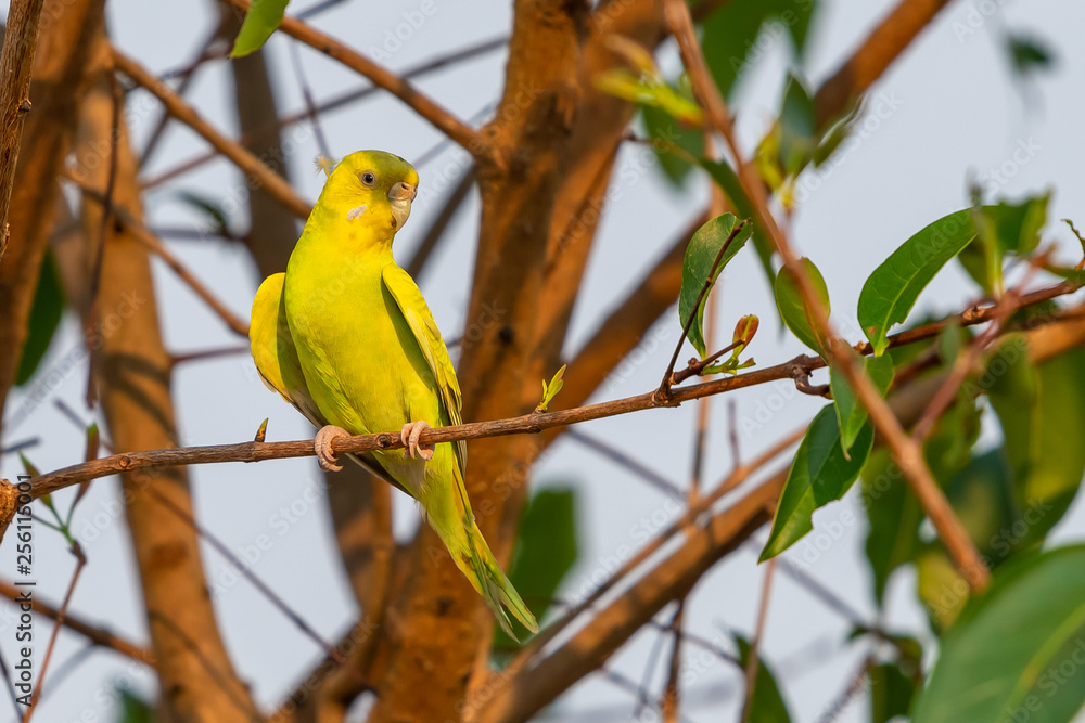 Obraz premium Yellow shell parakeet perching on a perch